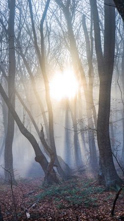 Misty winter  forest