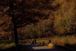 Person sitting on border near autumn forest