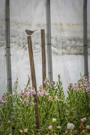 Copake, New York - May 19, 2022: Bird resting on tall pole outside of greenhouse