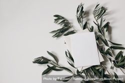 Blank card on green olive tree leaves, branches isolated on paper background 0K9G74