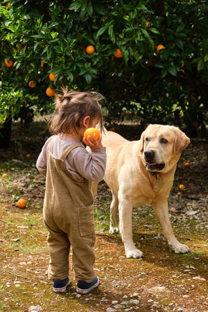 Unrecognizable boy with orange against Labrador Retriever in garden