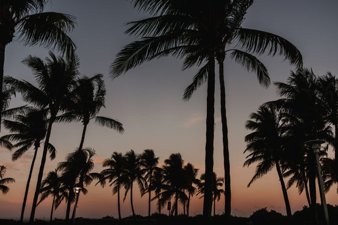 Palms at sunset against cloudy sky in city
