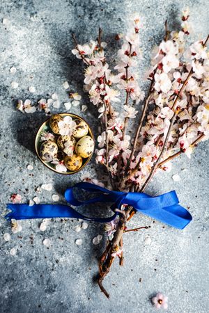 Spring floral concept with apricot blossom with blue ribbon and bowl of speckled eggs