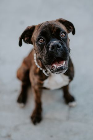 Playful cute dog dutifully sitting on pavement