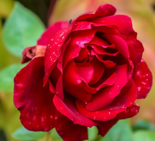 Beautiful flowers in a european garden in different colors