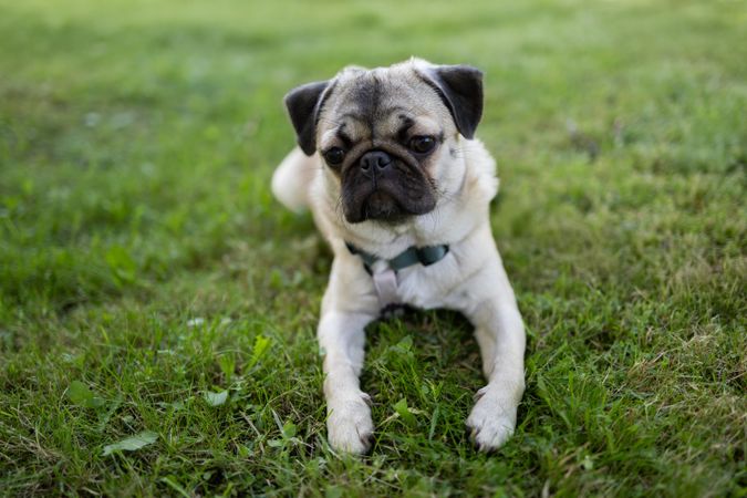 Cute pug resting on grass