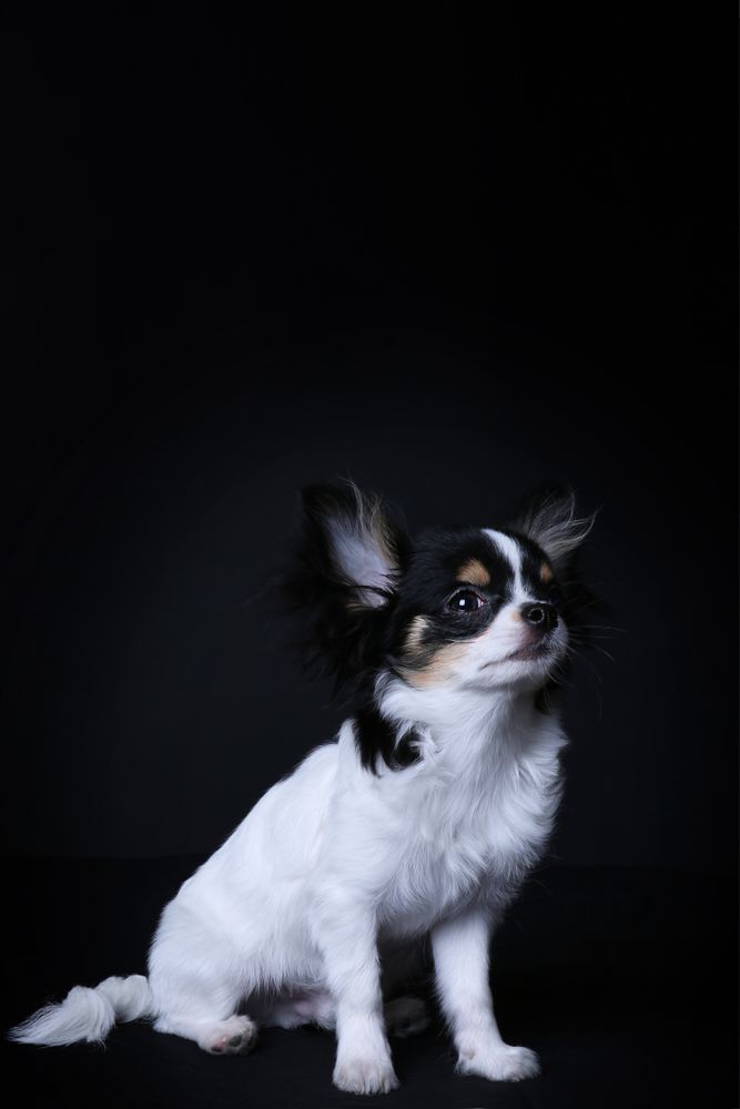 A long-haired Chihuahua is sitting, against a dark background, looking up to the right