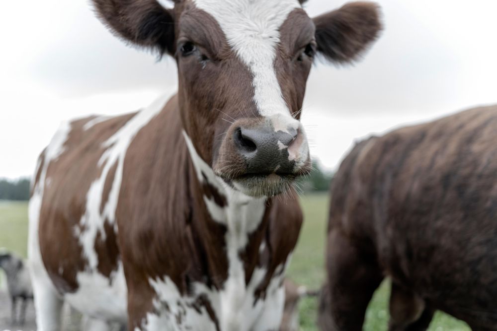 Brown cows on grass field