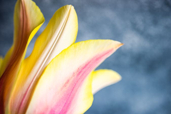 Close up of tulip flowers on concrete background with copy space
