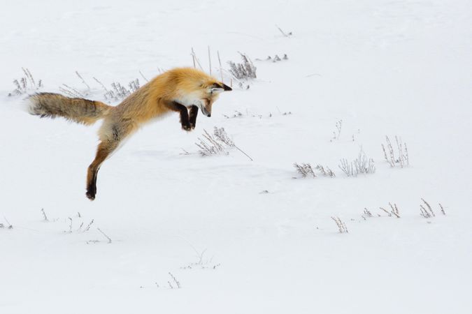 Fox hunting in the snow at Yellowstone National Park