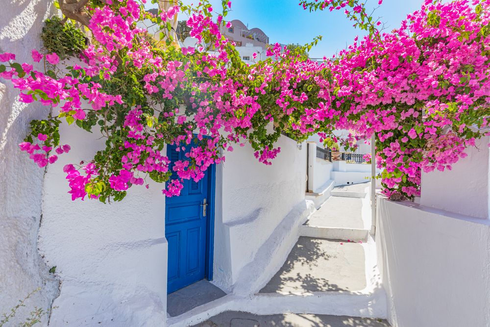 Lane in Santorini with overhang of pink flowers