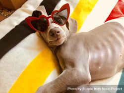 Dog wearing red framed sunglasses lying on textile 4Mvxrb