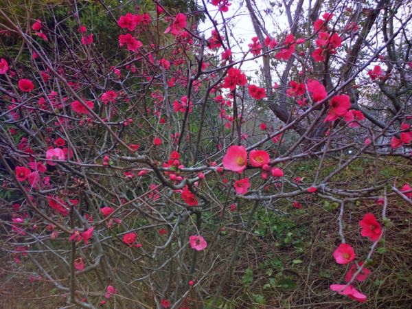 Pink-lady Japanese quince bush