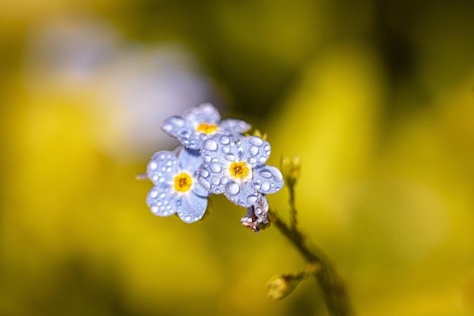 Cluster of delicate light blue flowers growing in bush