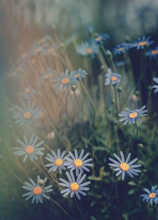 Pretty flower growing in garden