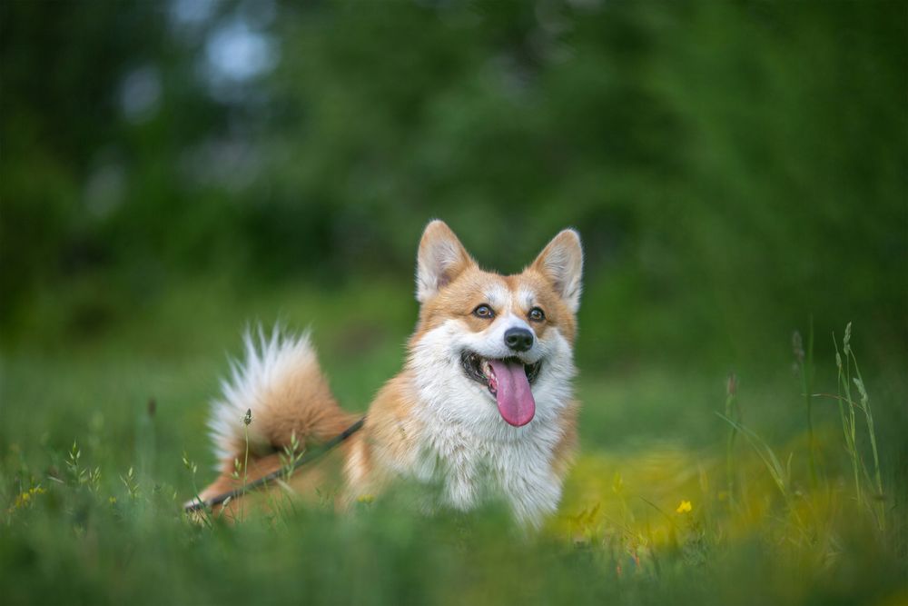 Happy Pembroke Corgi Dog Lying in Green Grass
