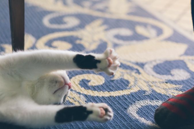 Cat near person