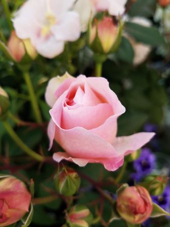 Pink rose blooming