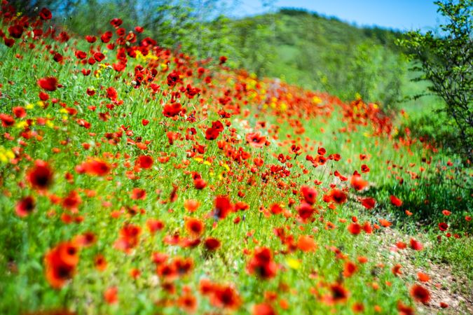 Red poppy flowers in a meadow