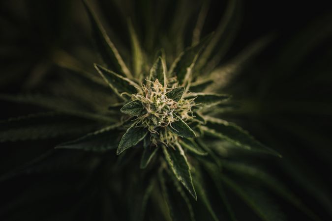 Top view of a marijuana plant