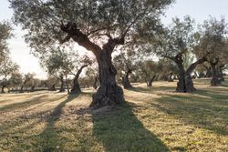 Beautiful grove of old trees in sunlight