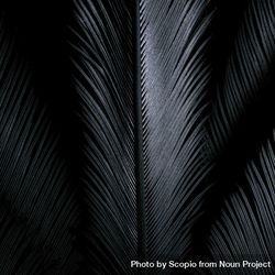 Grayscale photo of palm tree leaf 43J7P5