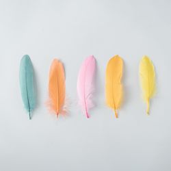 Colorful row of feathers on light background