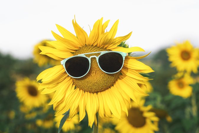 Center shot of sunglasses on a sunflower