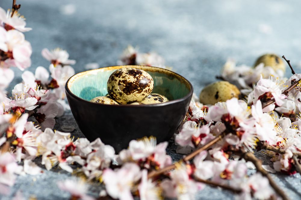 Spring floral concept with apricot blossom with bowl of speckled eggs