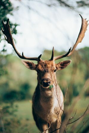 Elk eating leaves in countryside