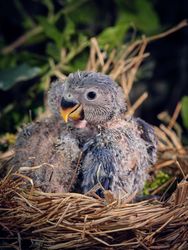 Cute nestlings of lovebird hatching on nest