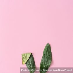 Bunny rabbit ears made of natural green leaves on pastel pink background 0LPvE0