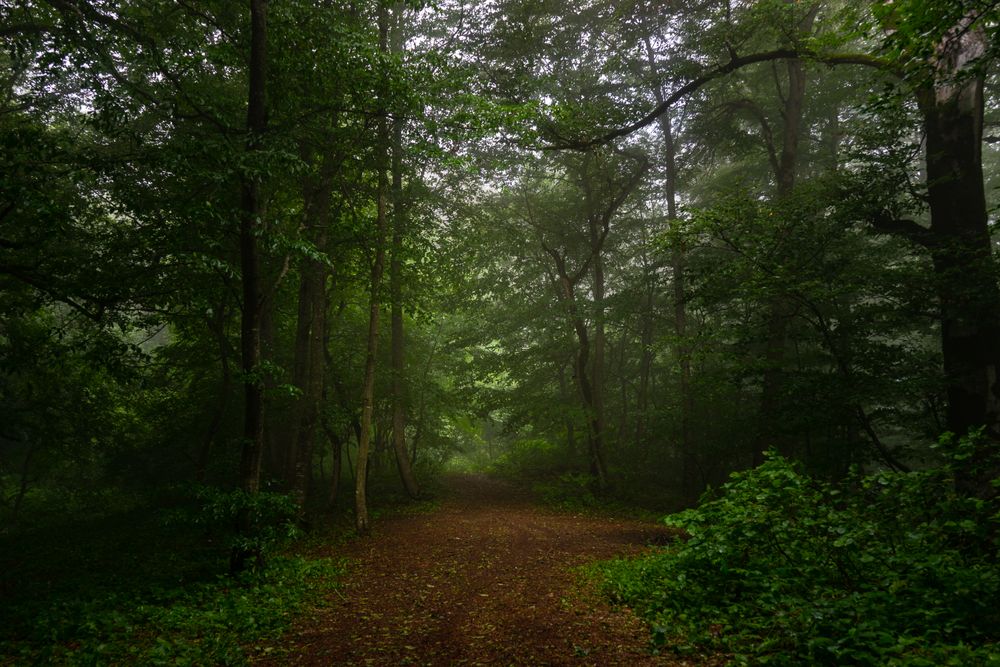 Misty morning in lush forest