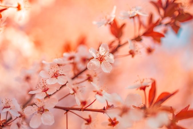 Cherry blossom flower in autumn