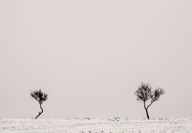 Lonely trees between snowy field and cloudy sky