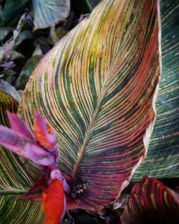 Close up of canna phasion leaf