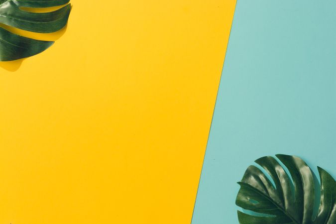 Tropical leaves on blue and yellow background