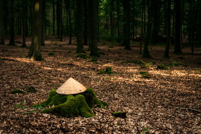 Asian hat on mossy stump