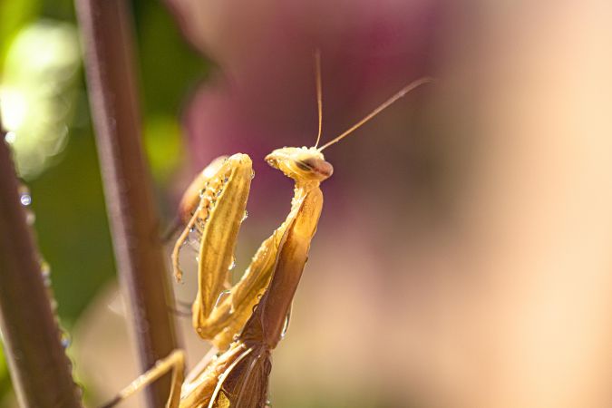 Close up of praying mantis on branch