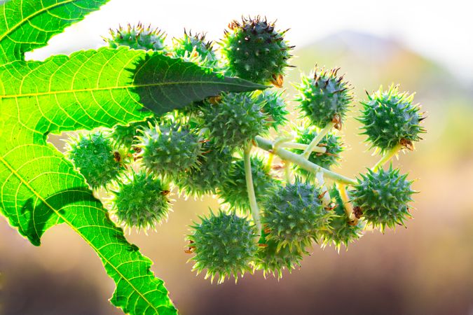 Buah jarak or Ricinus communis fruit,