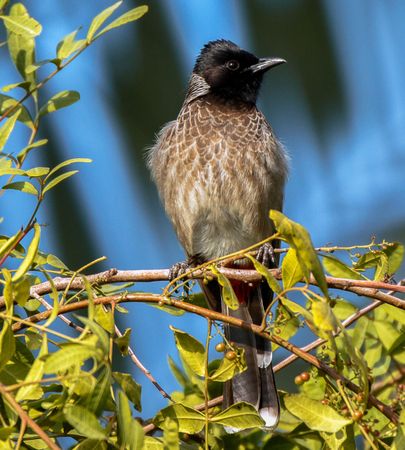 Cuculiform bird perching on tree branch