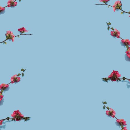 Floral arrangement made with pink flower branches against pastel blue background