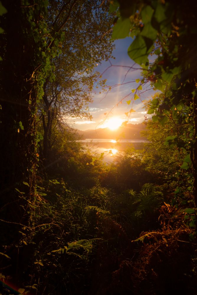 View of river and sunset sky through beautiful plants