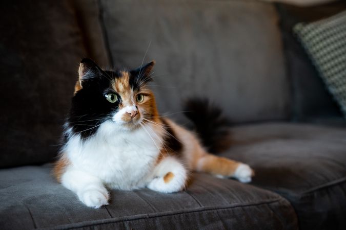 Pretty cat on couch
