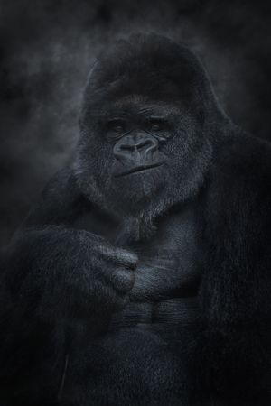 Silver back mountain gorilla looking at camera