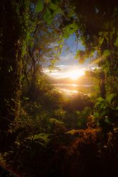Amazing forest plants during sundown