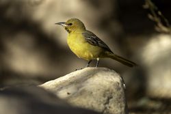 Female Hooded Oriole at the Arizona-Sonora Desert Museum in Tucson, Arizona