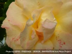Close up of center of light pink yellow flower bGyra5