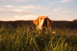 Dog between field and blue sky
