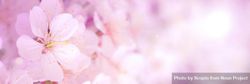 Pink flower in close-up 0goVl0